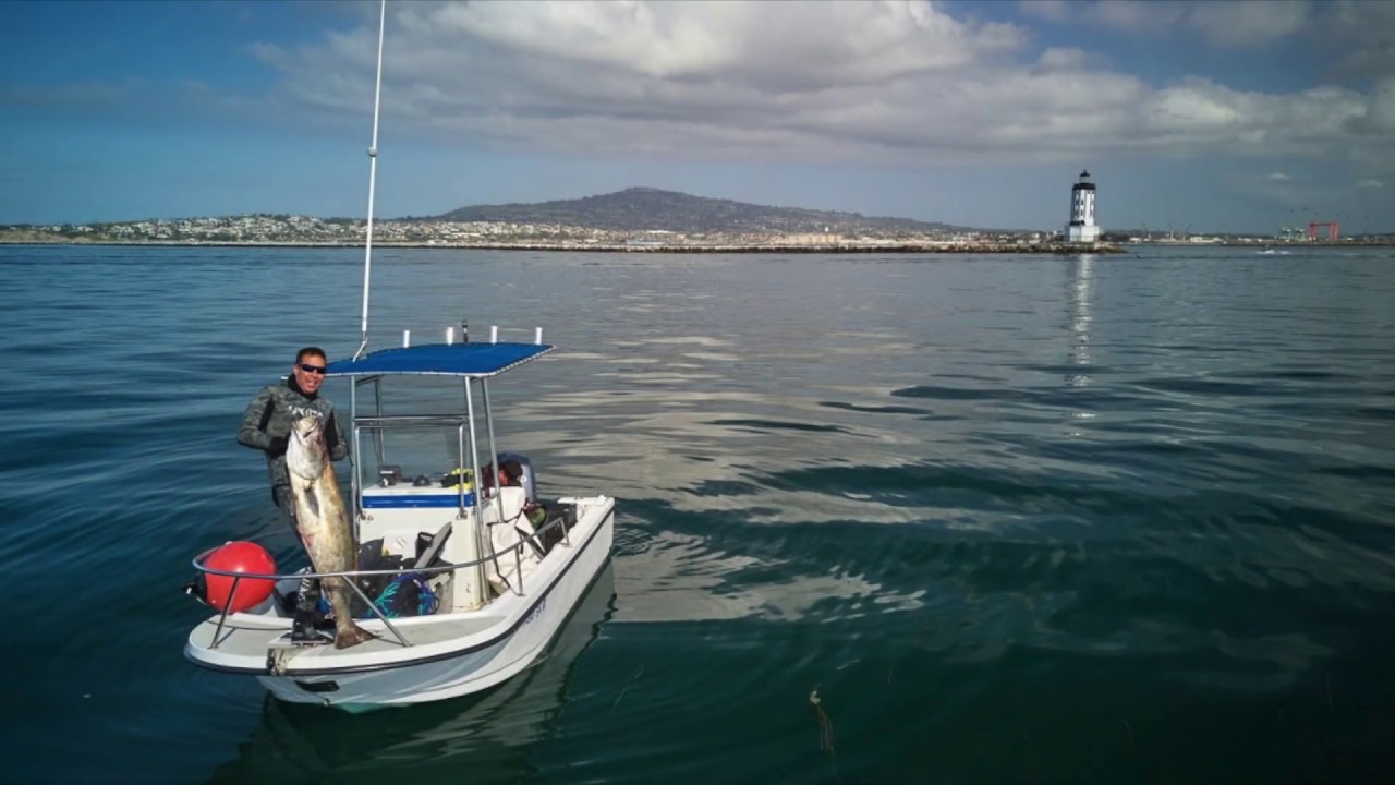 White Seabass Spearfishing