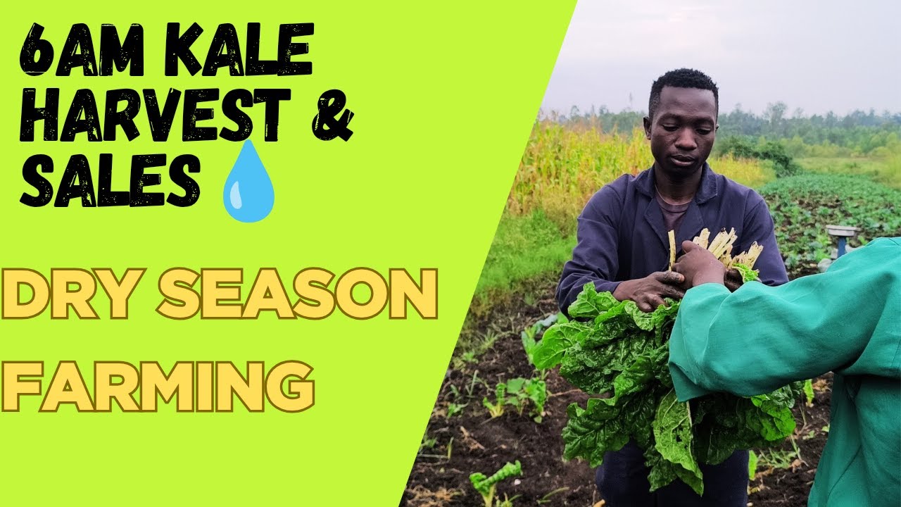 6AM Kale Harvest & Sales | Smart Irrigation & Weeding in Dry Season