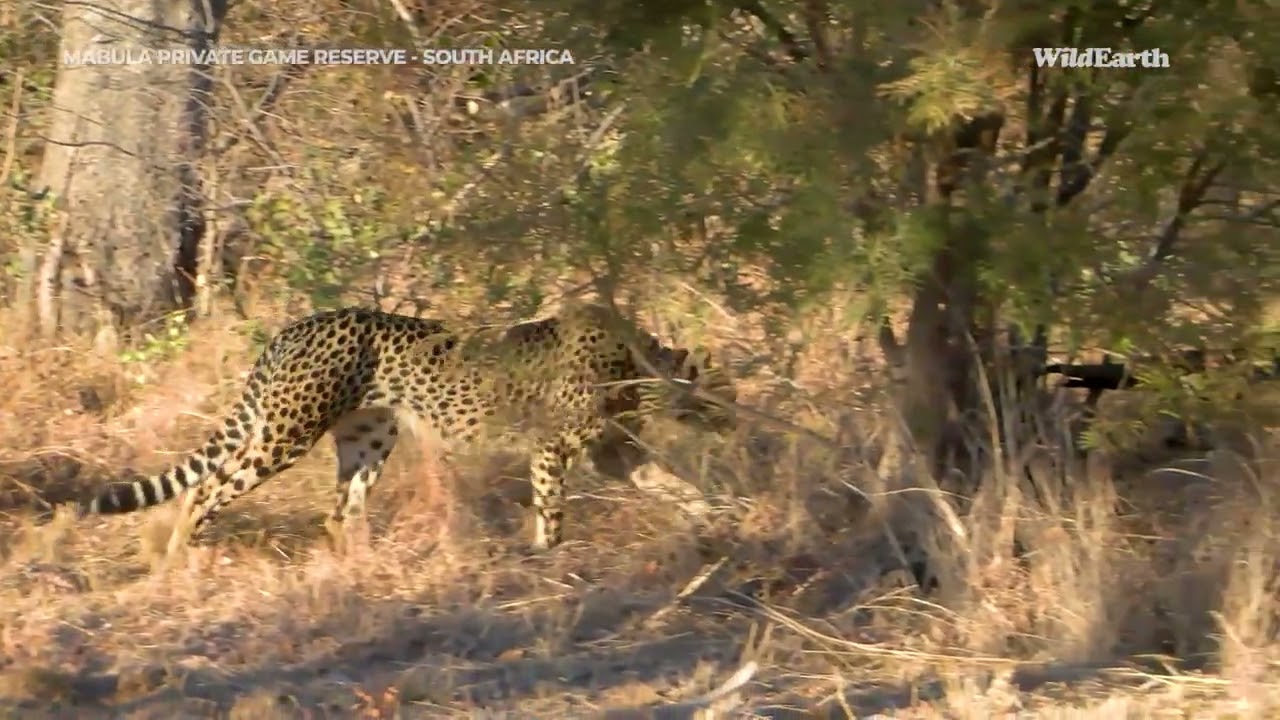 Wild Earth Virtual Safari at Mabula Private Game Reserve | Episode 9