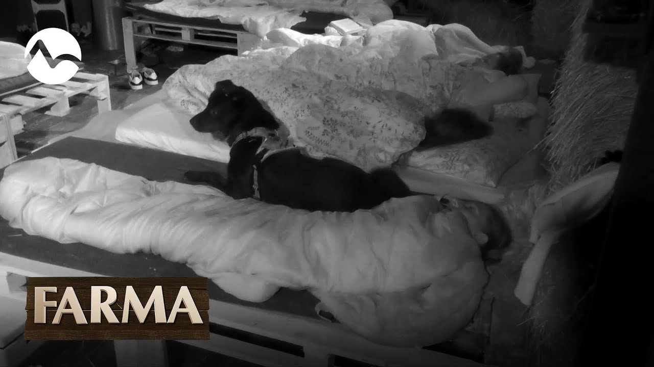 Majú strach zo psa! - FARMA