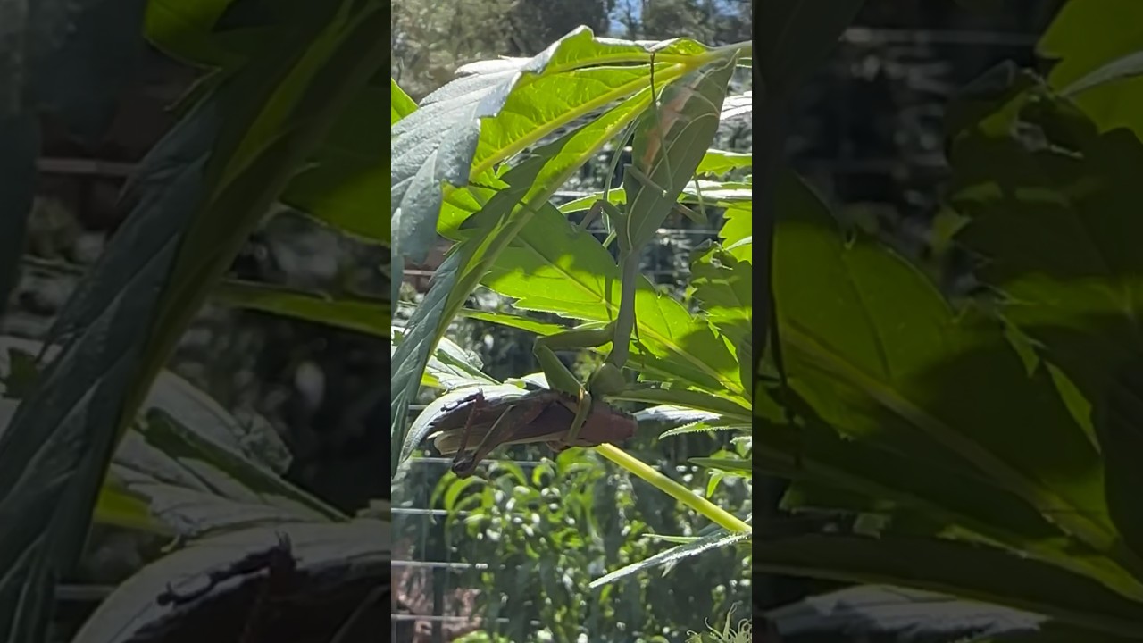 Praying mantis eating grasshopper on a cannabis plant #arizona #growyourown #notill #outdoors