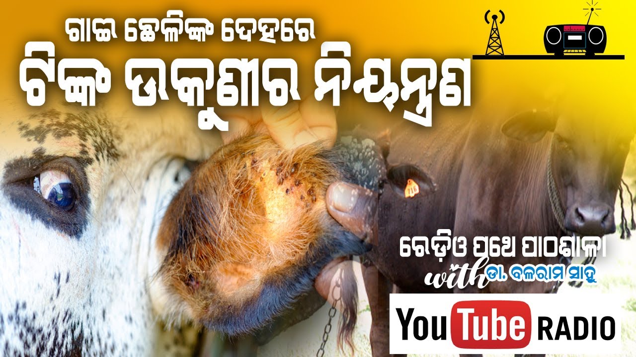 ଗାଈ ଛେଳିଙ୍କ ଦେହରେ ଟିଙ୍କ ଉକୁଣୀର ନିୟନ୍ତ୍ରଣ || EP 5 || ରେଡ଼ିଓ ପଥେ ପାଠଶାଳା with ଡା. ବଳରାମ ସାହୁ .
