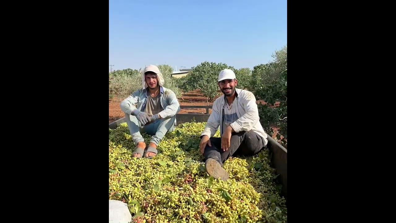 Barak şivesi,  sabah annaların uyandırmak için şafak operasyonu