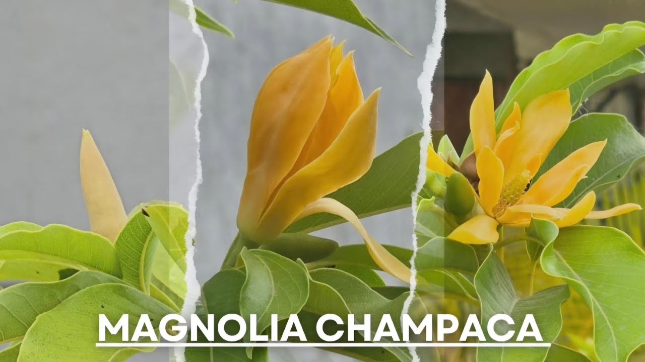 Growing Magnolia Tree in a Pot | The Real Champa/Sampige