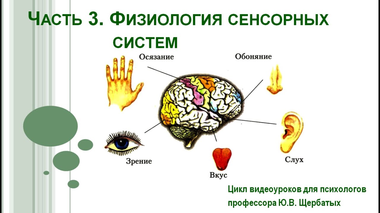 Анализаторы. Зрительный анализатор.
