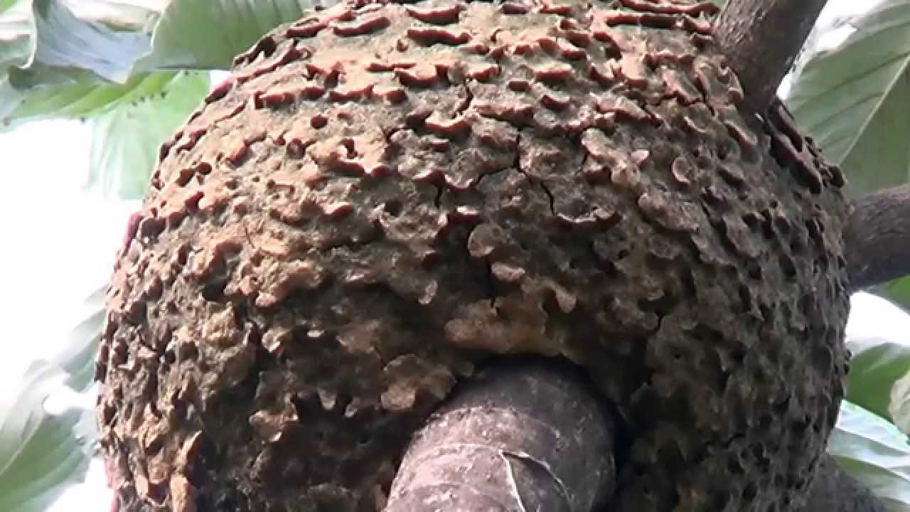 TAILOR ANT nest, GREEN ANT (OECOPHYLLA SMARAGDINA) WEAVER TREE ANTS, FORMIGA-VERDE, Arboreal ants