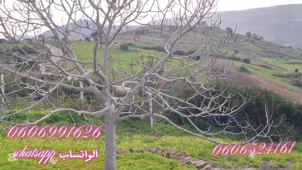 قطعة ارضيه 3000متر ملكية فيها  بيرواشجار واصلا الماء والضوء والطريق بين ملوسة و وادي ليان نواحي طنجة
