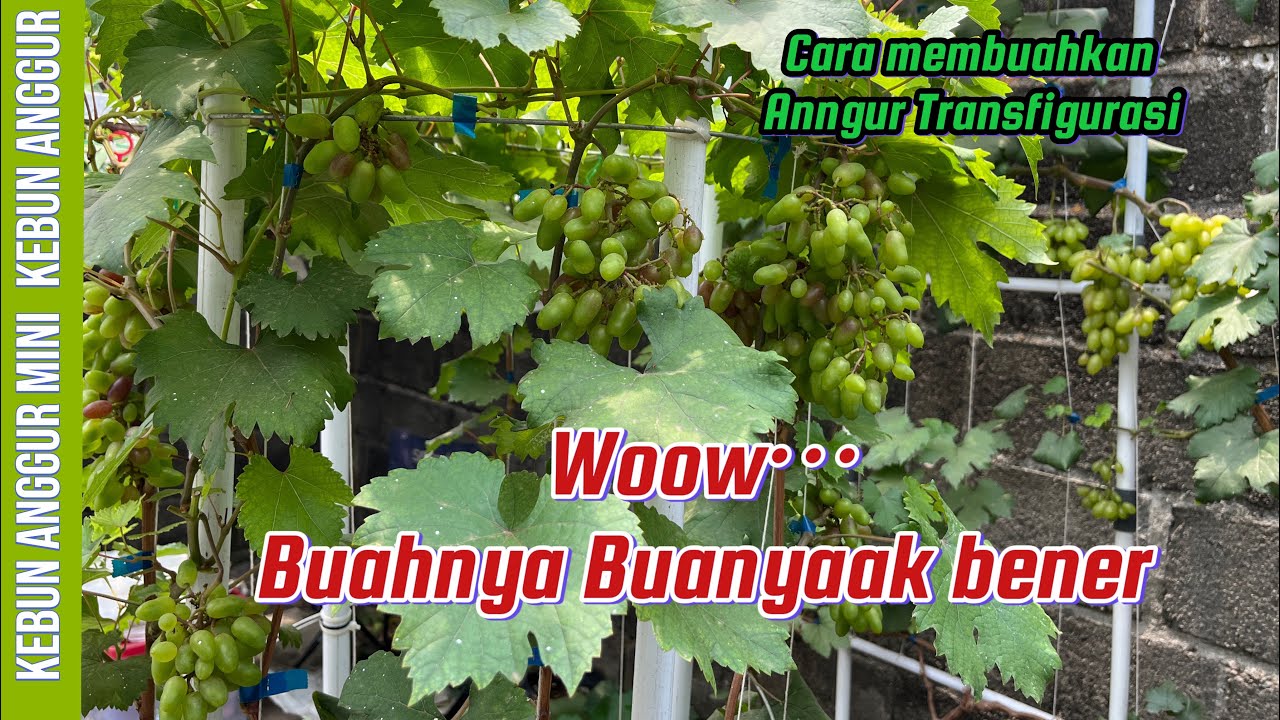 Cara membuahkan Anggur jenis Transfigurasi| buahnya besar-besar dan dompolan gede