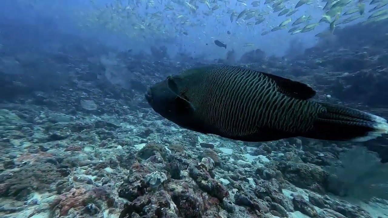 Kuda Rha Thila Crociera alle Maldive
