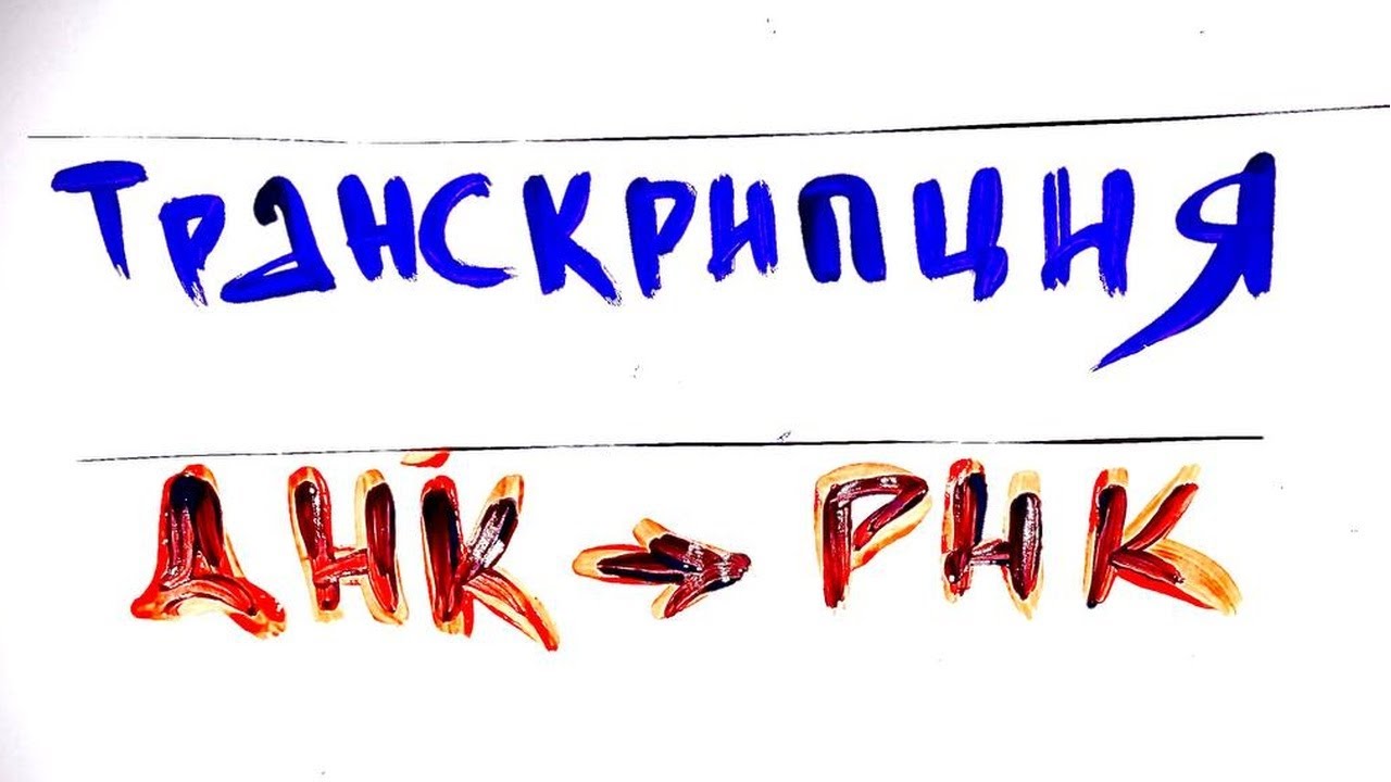 Транскрипция. Как защищается РНК. Биохимия