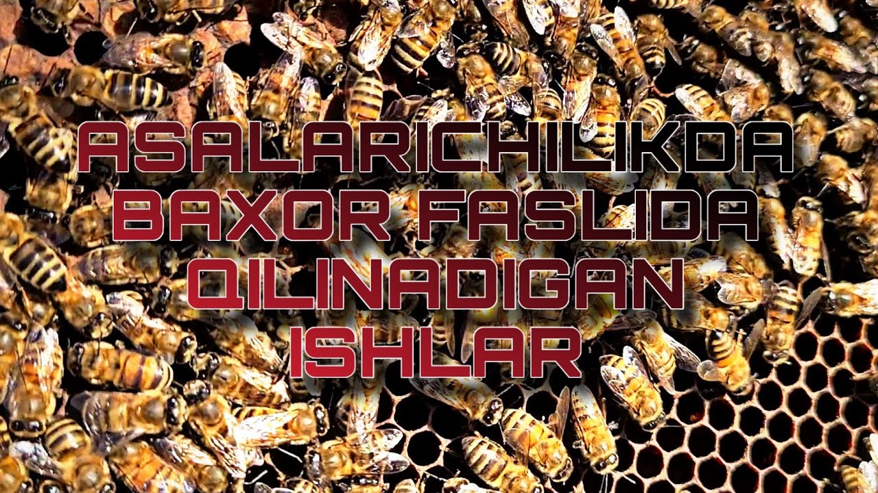 ASALARICHILIKDA BAXOR FASLIDA QILINADIGAN ISHLAR