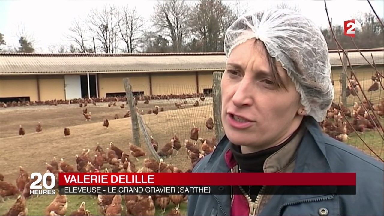 La production d'oeufs, janvier 2017