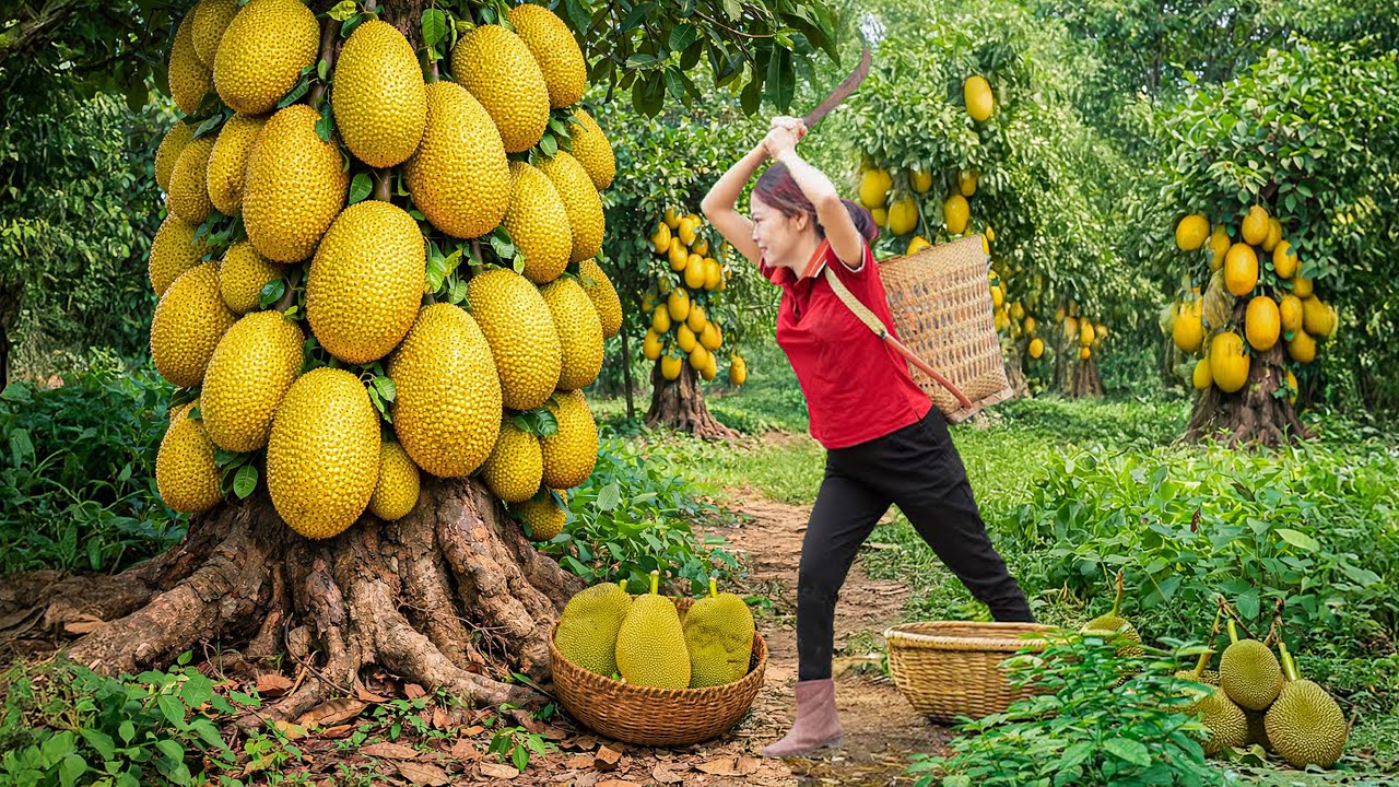 Harvesting Rare Yellow Jackfruit, Making Jackfruit Caramel from the Pulp to sell , Sells Out Fast