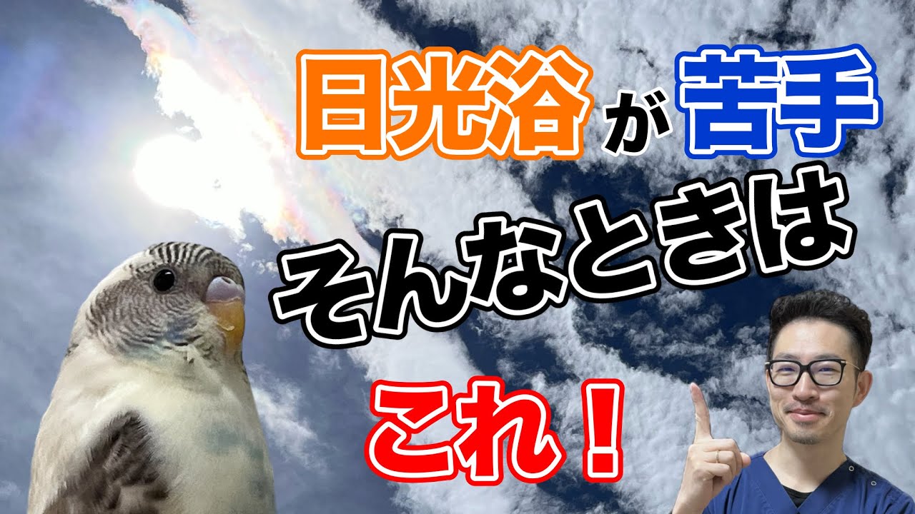 【質問コーナー】セキセイインコさんが日光を避ける…日光浴が苦手？個体が大きいと気も強くなる？オカメインコさんがお気に入りの段ボールに近付くと攻撃される…撤去した方がいい？などにお答えしました！