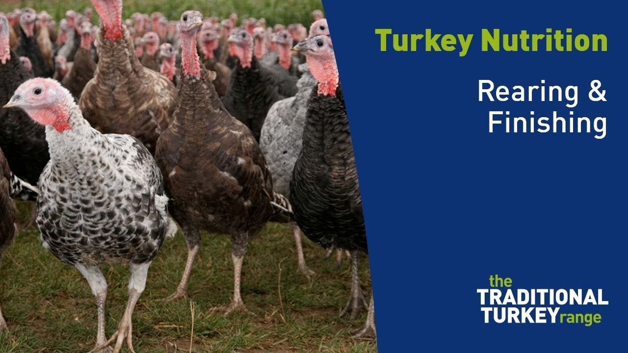 Guide to the rearing and finishing stages of Traditional Turkey | ForFarmers Turkey