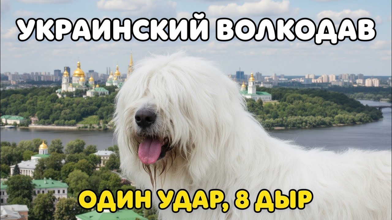 Белый Террор. Южнорусская или Украинская?#южнорусскаяовчарка #волкодав #дикаяприрода#породы 