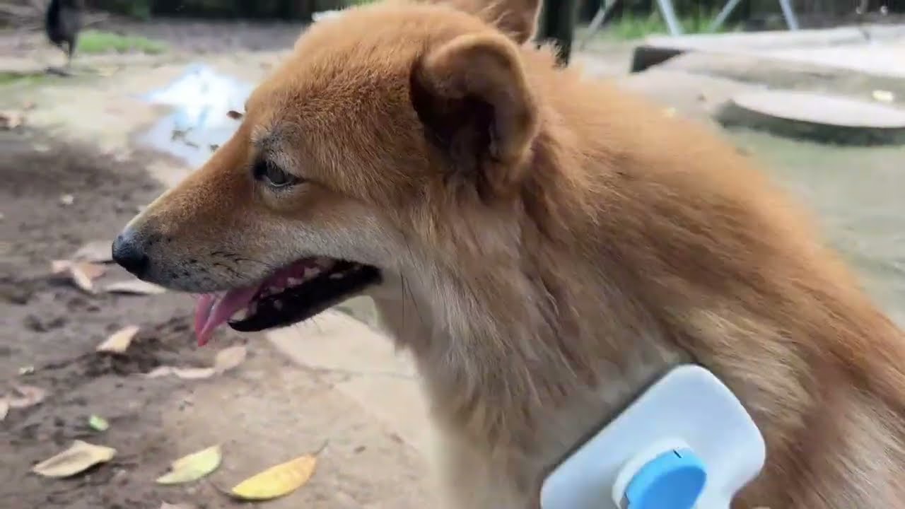 I Clean My Dogs fur  They so Afraid of me 🤣🐕| Vlog |