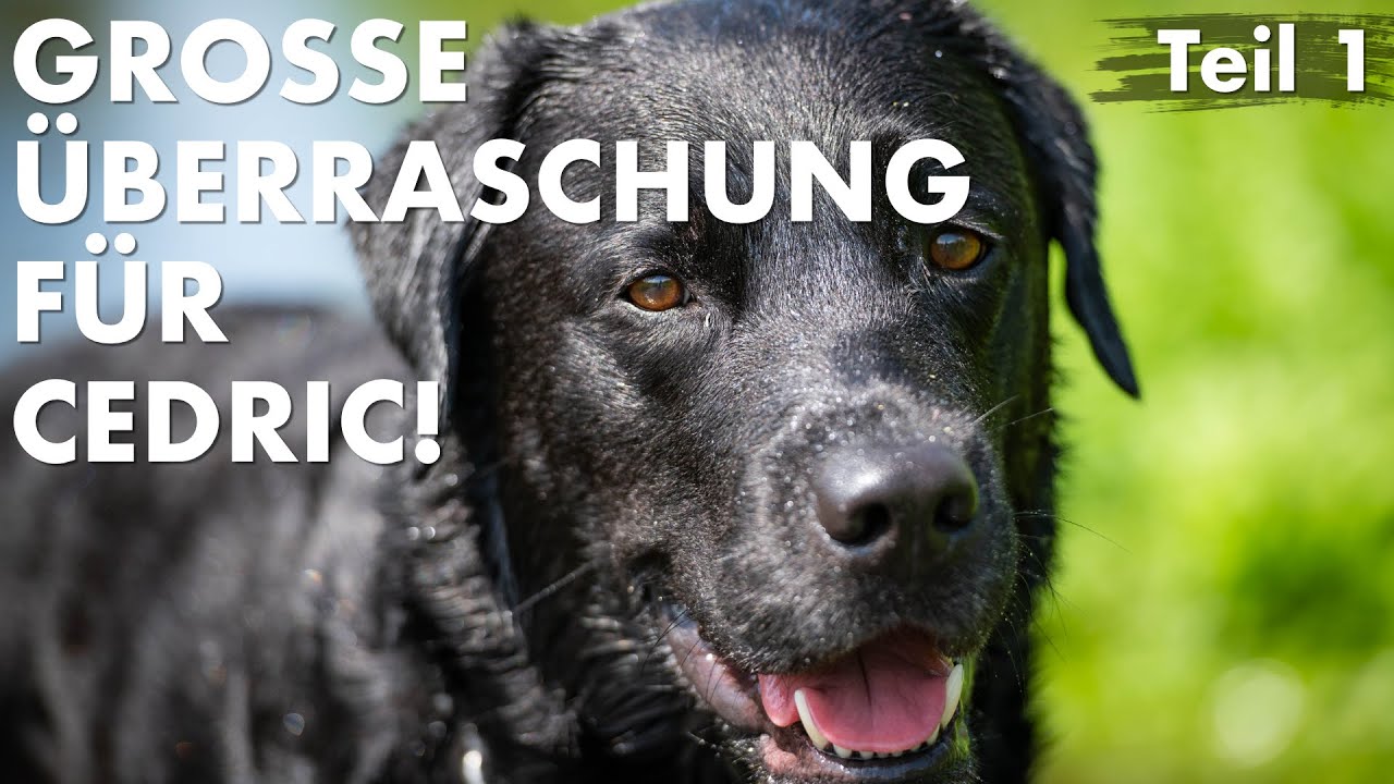 Cedric der Labrador - 170 | Große Überraschung für Cedric! - Teil 1