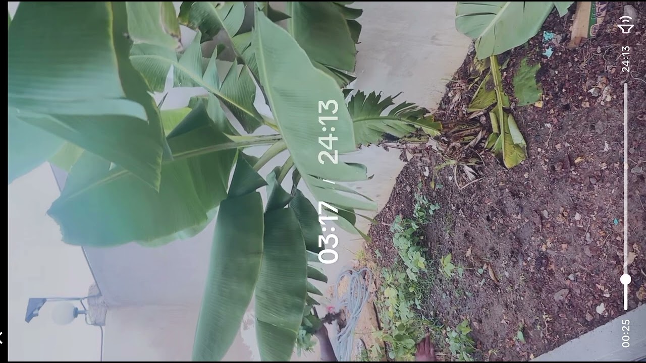 Home Garden  mombasa kenya  part 3