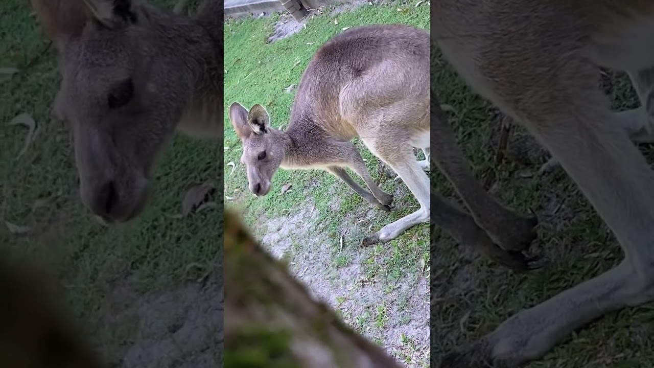 I’m trying to pet a wallaby for the very first time