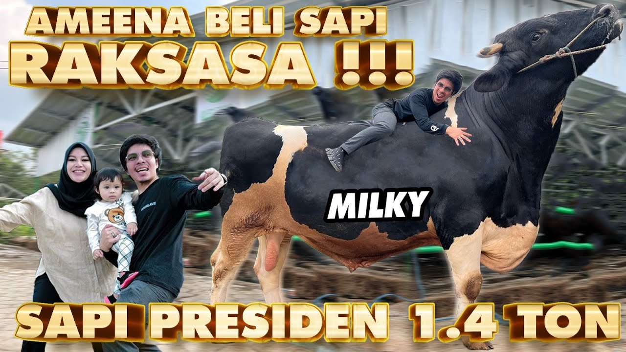AMEENA BELI SAPI PRESIDEN 1.4 TON !!! MILKY....