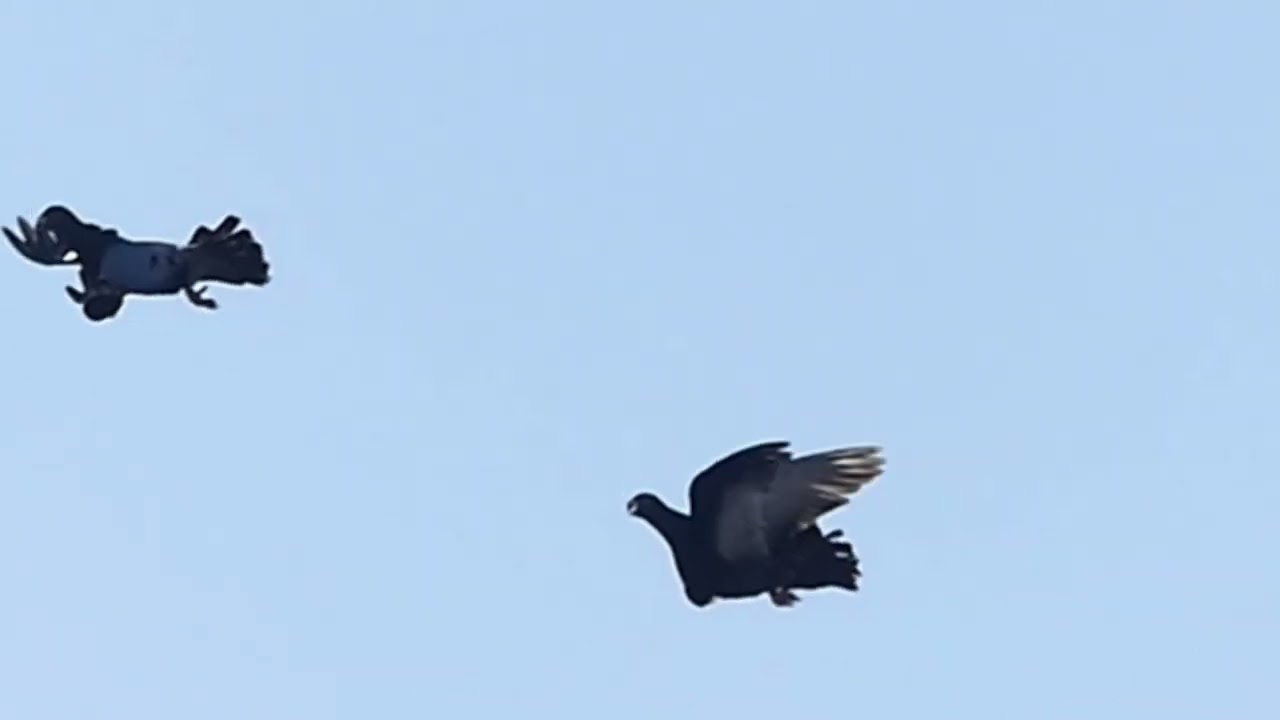 buchon jiennense de vuelo hnos Oscar e ito