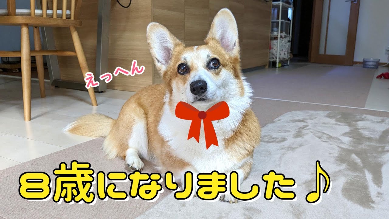 ハッピーバースデー！フライ８歳になりました♪