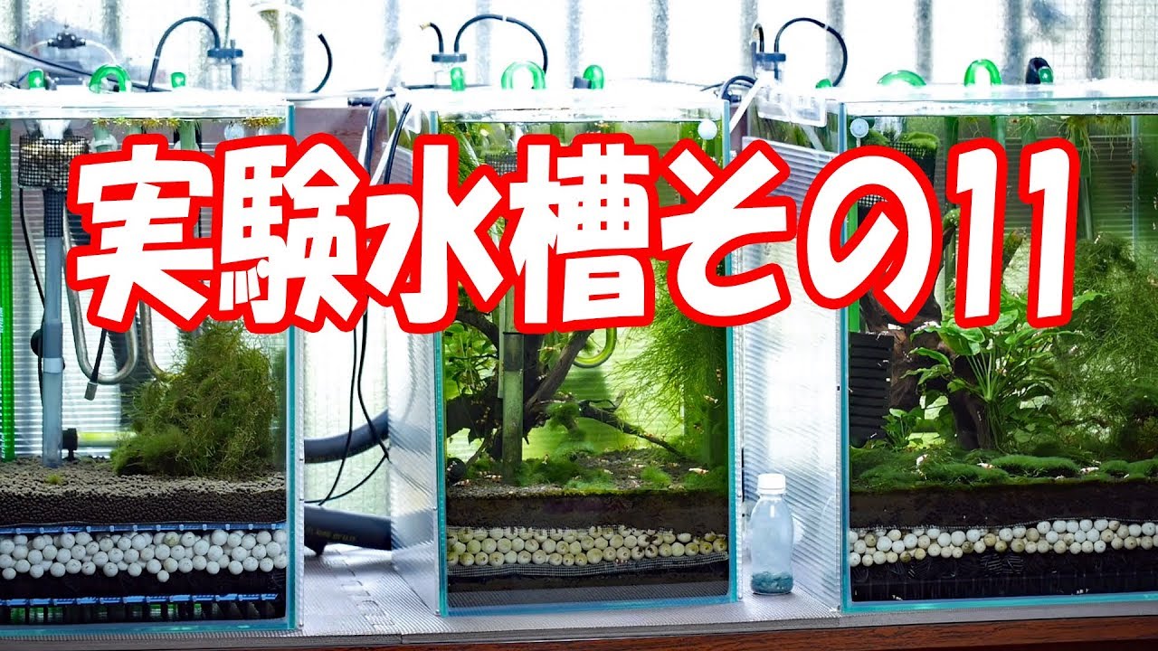 実験水槽その１１　沈殿層のデトリタスを吸い出せる水槽を立ち上げてみた Crystal Red Shrimp Tank Setup Undergravel Filter 【アクアリウム】