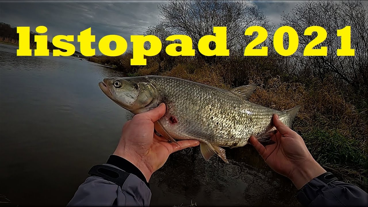 Bug River I jesienny spinning I 7 listopad