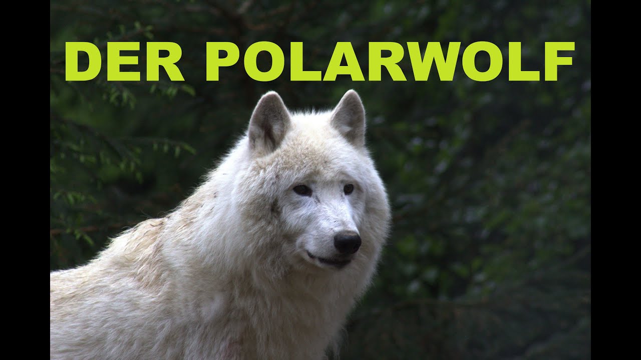 Der Polarwolf 🐺