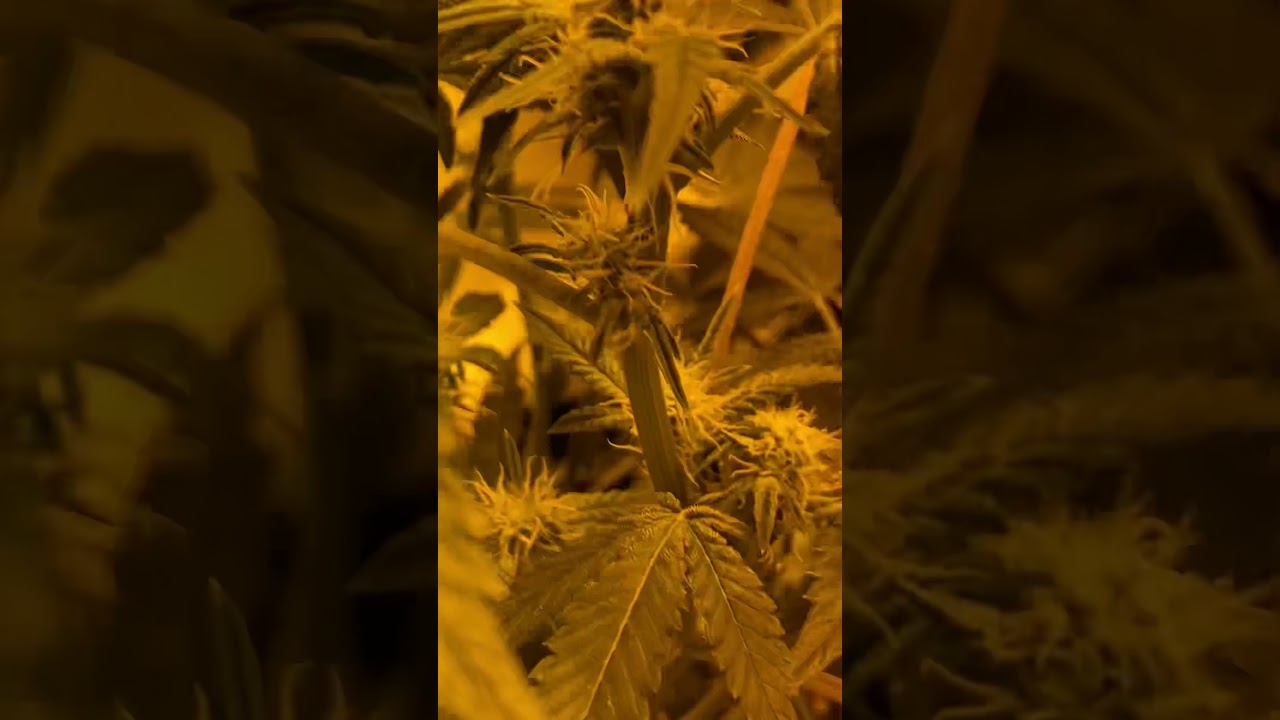 Flowering clones no veg