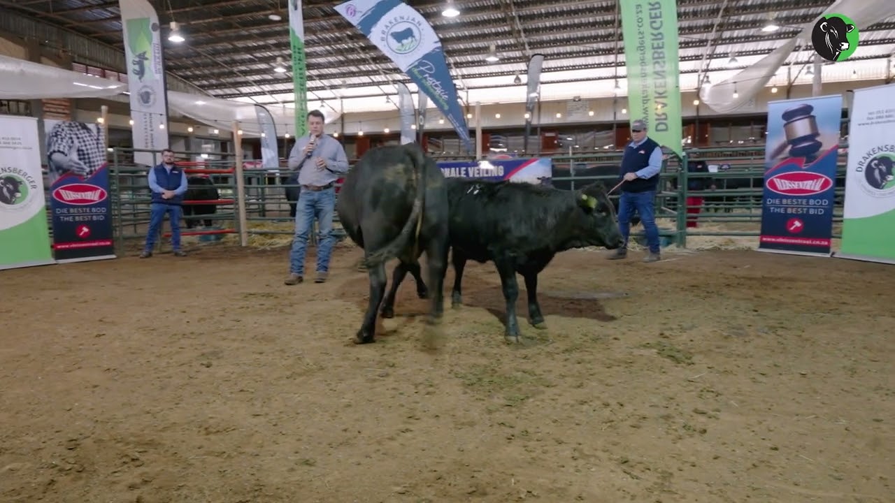 15   Functional efficiency – Example   Mother and calf B   Breeding for reproduction