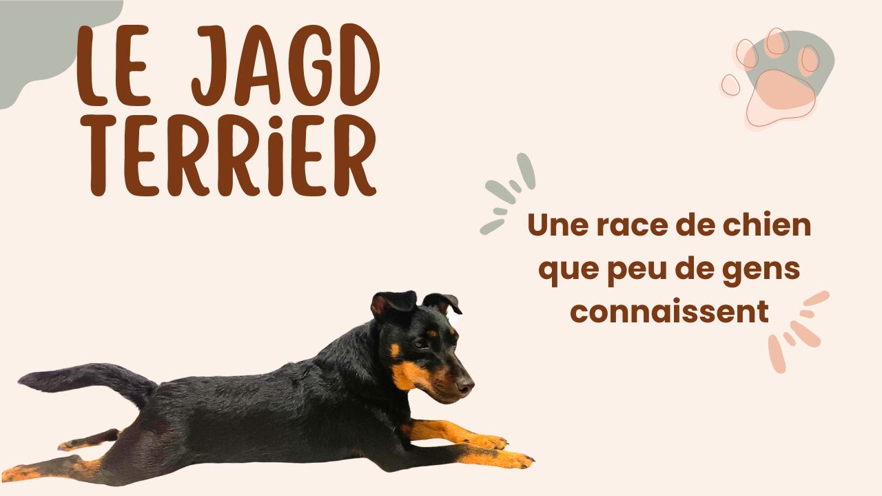 Race de chien : Le Jagd Terrier aussi appelé Terrier de chasse allemand ou Deutscher Jagdterrier.