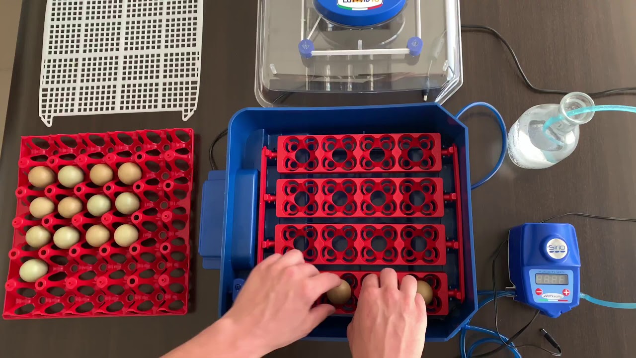 Incubatrice per Uova e Umidificatore Automatico Borotto Lumia 16 Expert