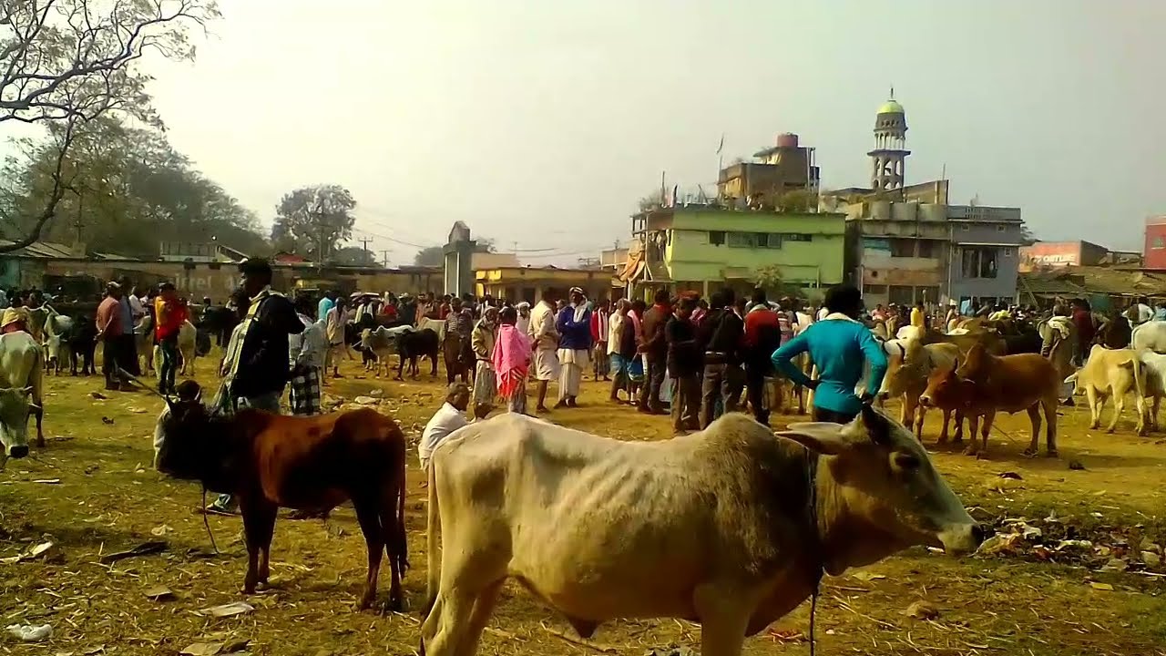 cow market Hiranpur. Pakur. jharkhand. India