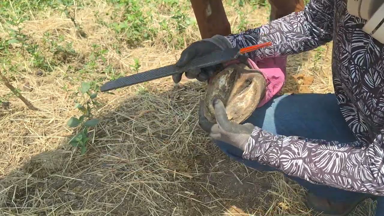 Hoof Rehab - Trimming a Chronically Laminitic Horse