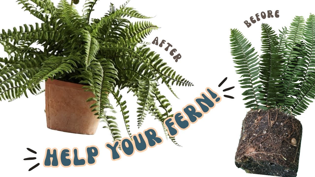 How to Repot a Fern