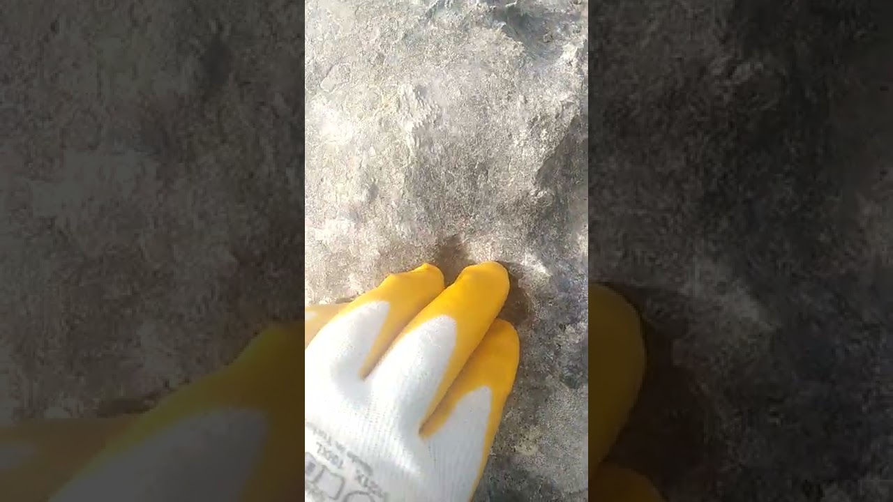 kurt  ayak izi  define işareti