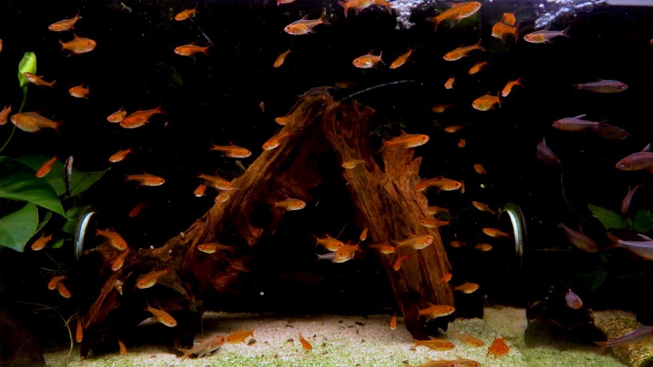 Feuertetra - Hyphessobrycon amandae