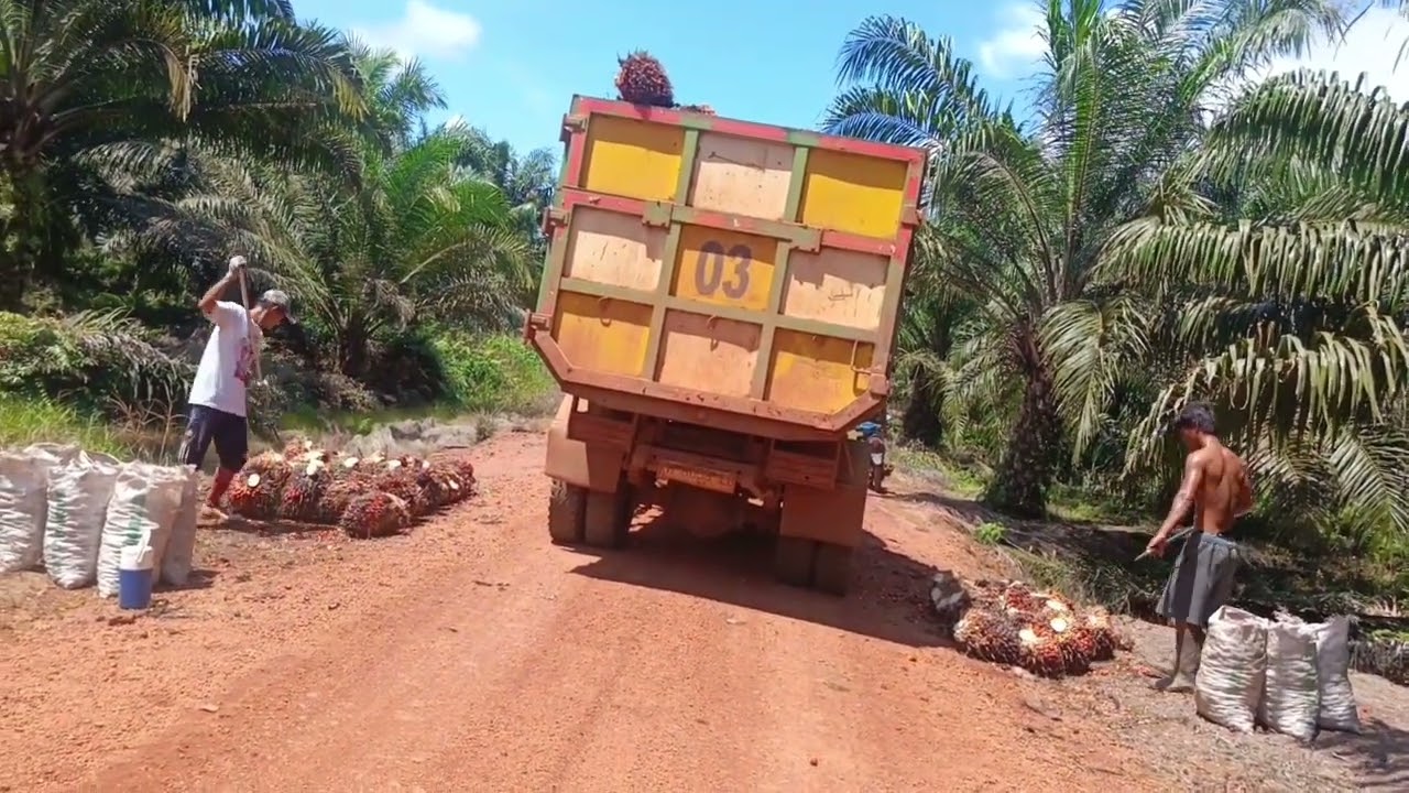 Muat buah 2 TPH dapat 124 Janjang