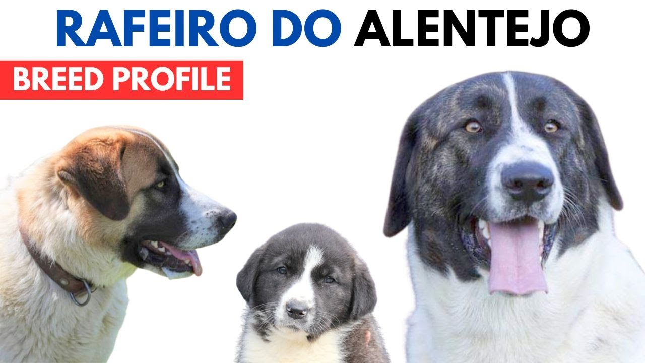 Rafeiro do Alentejo Breed Profile History - Price Traits - Alentejo Mastiff Grooming Needs Lifespan