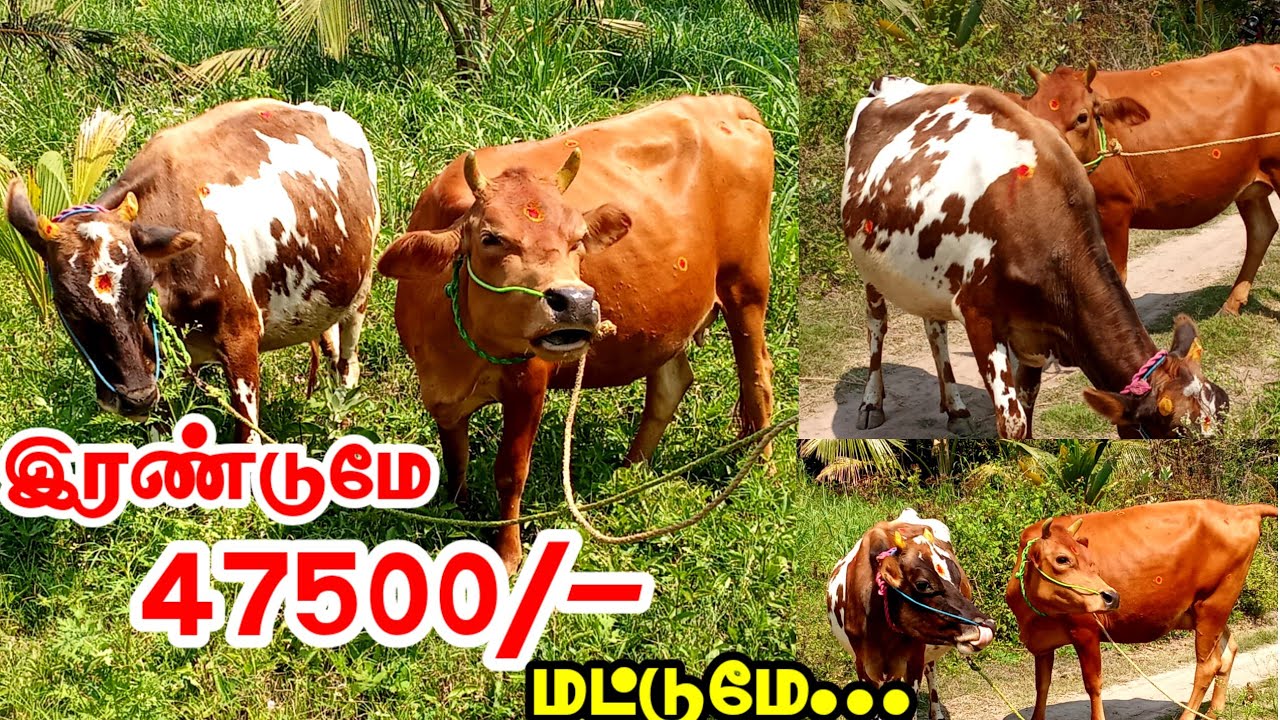 இரண்டு ஜோடி 47500/- க்கு விற்பனைக்கு வந்துள்ளது, 4பல் தல ஈத்து கிடாரிகள் விற்பனைக்கு, #Jersey #cow 