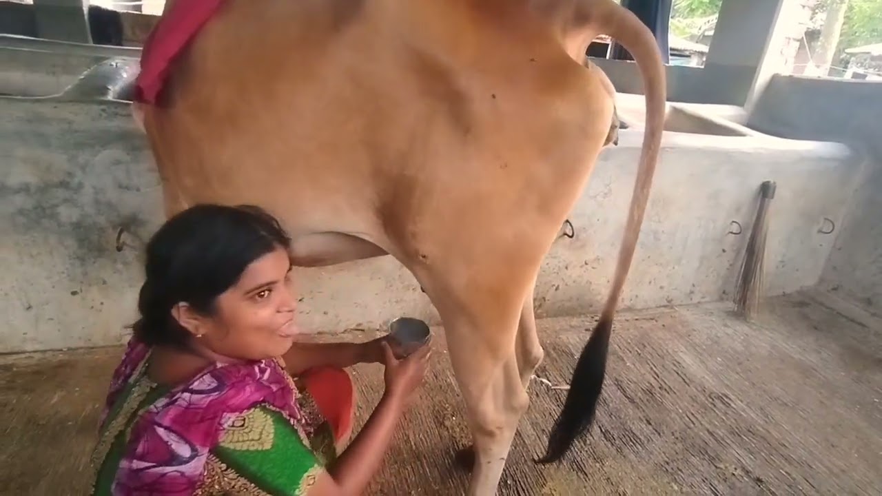 জুথি আপু এখন তার আদরের গরুর কাছ থেকে দুধ নিচ্ছে।