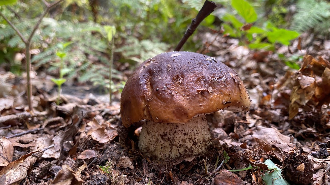 Memorabile! Funghi porcini Piemonte. Edulis nei faggi