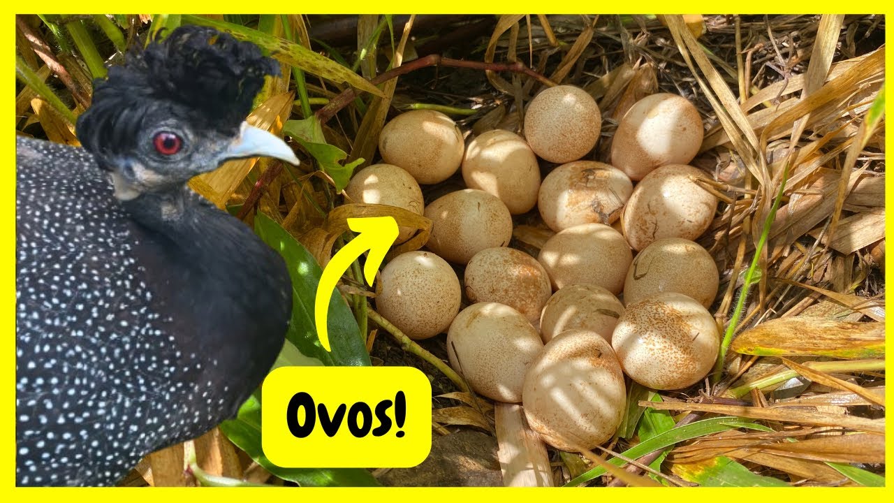 Procurando Ninho de Galinha da Angola - O Gato do Mato Voltou | Gutejando 
