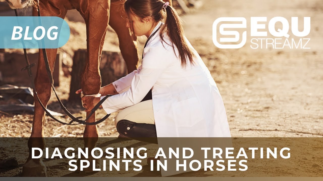 EQU StreamZ | Diagnosing and treating splints in horses