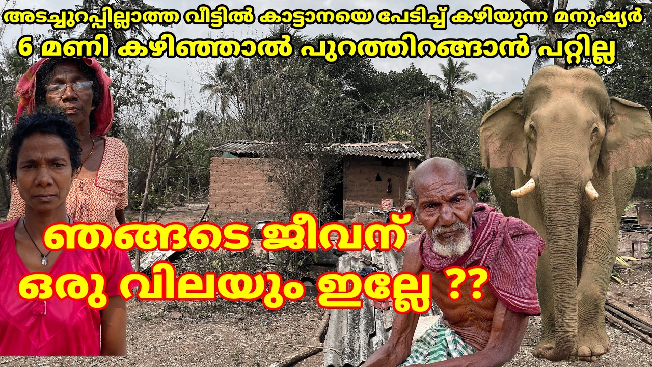 കാട്ടാനയെ പേടിച്ച് 6 മണി കഴിഞ്ഞാൽ പുറത്തിറങ്ങാൻ പറ്റാത്ത മനുഷ്യർ #elephant #aralam #forest #kannur
