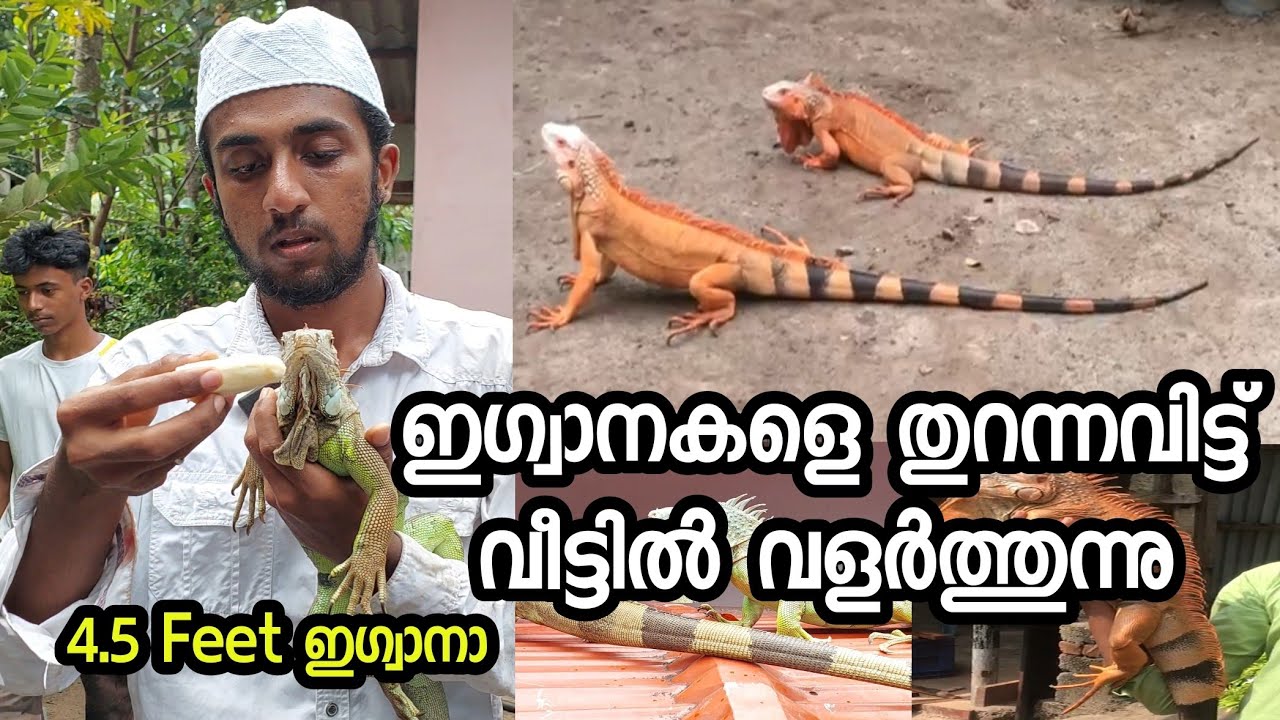 ഇഗ്വാനകളെ വീട്ടിൽ തുറന്നു വിട്ട് വളർത്തുന്ന അമീർ |iguana pet malayalam|iguana farm malayalam