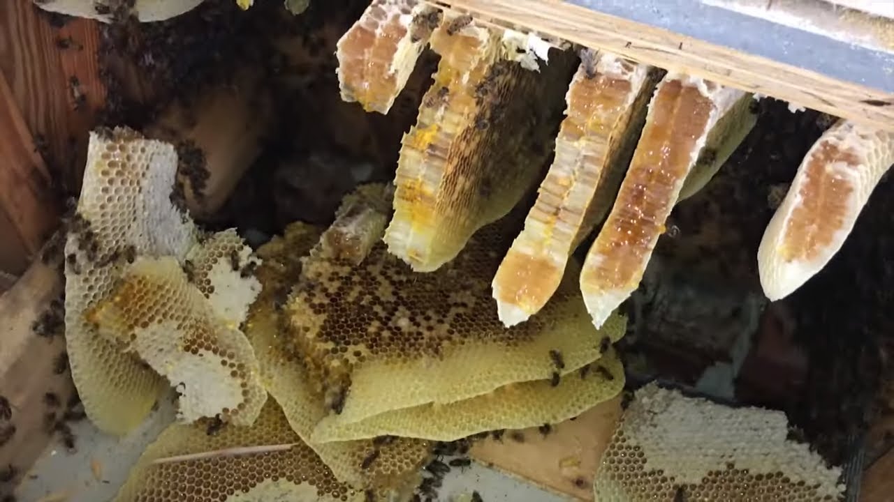 The Whole Hive Fell In The Floor