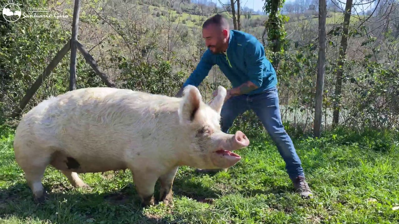 Magdalena | ¿Has escuchado alguna vez a un cerdo decir TE QUIERO?